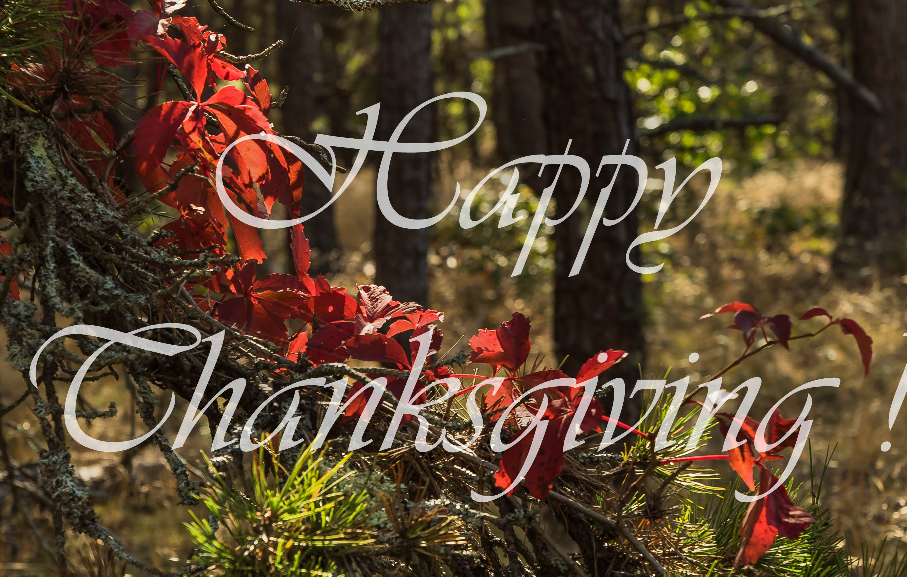 Happy Thanksgiving from Accord Real Estate Group